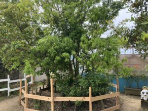 保育園の園庭環境を整える！適した木を事例付きで紹介します！ - 保育 
