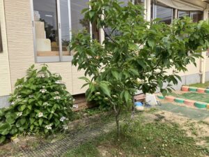 保育園の園庭環境を整える！適した木を事例付きで紹介します！ - 保育 