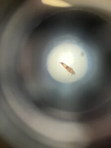 小学生の科学ー顕微鏡で虫探し