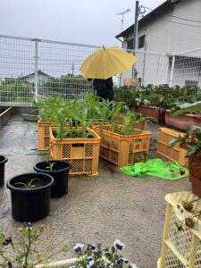 小学生の科学ー栽培