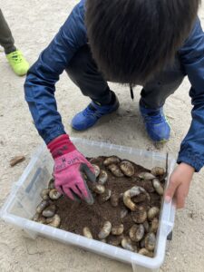 小学生の科学ーカブトムシ探し