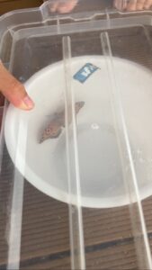 ツマグロヒョウモン成虫