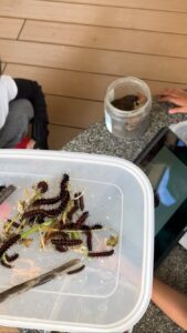 ツマグロヒョウモンの幼虫
