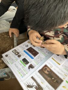カブトムシの幼虫と図鑑を見比べる子