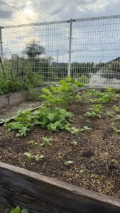 畑に植えた枝豆の苗
