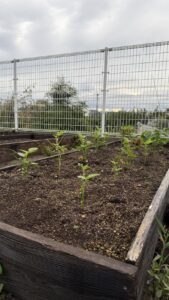 草取をした後の枝豆の苗