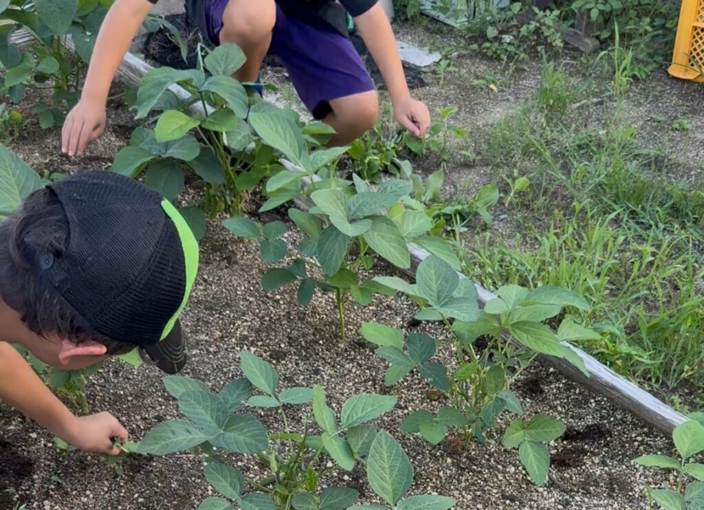 枝豆畑で草取りをする子ども