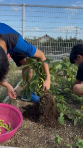 枝豆を引っこ抜く子ども