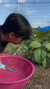 枝豆を収穫する子ども