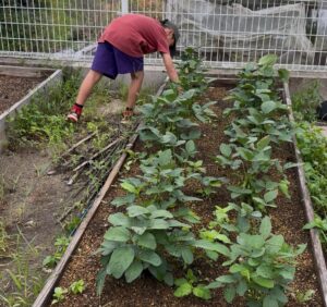 草取をする子ども