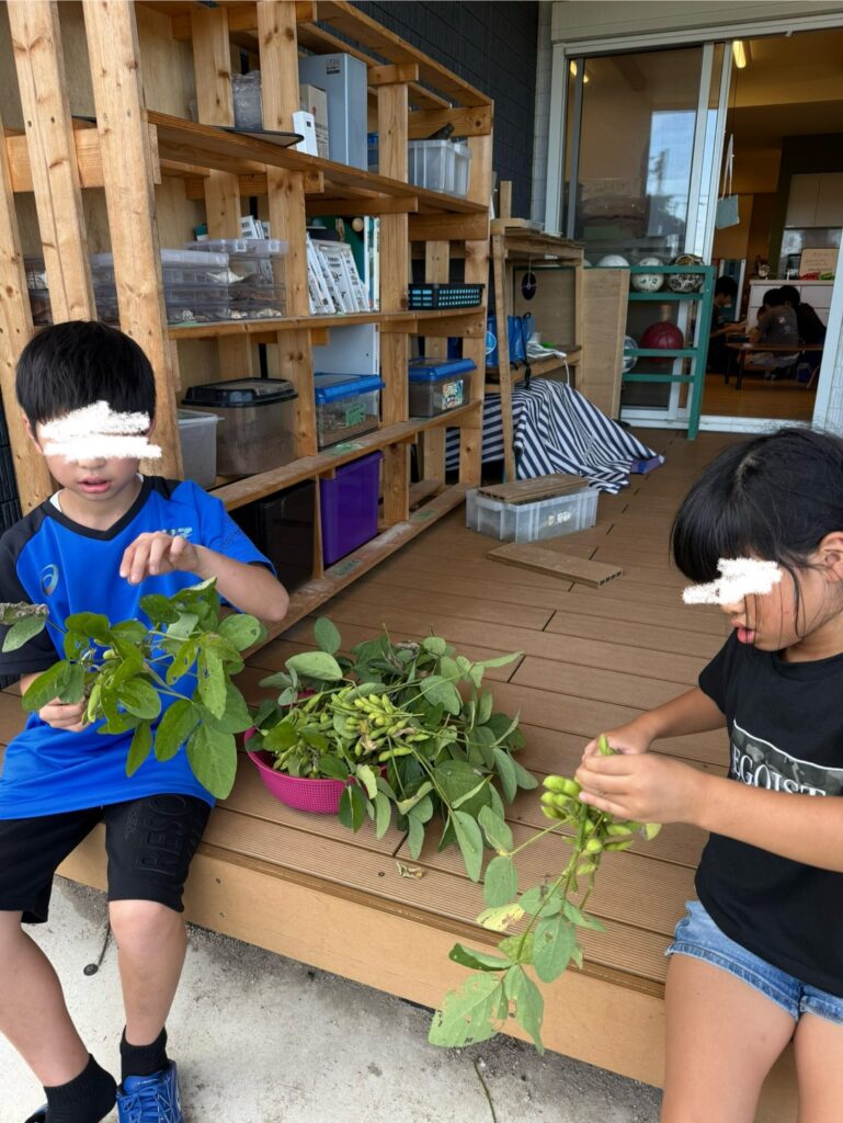 枝豆を切り分ける子ども