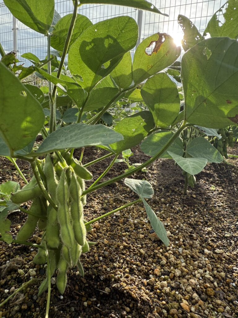 枝豆の栽培で育った枝豆