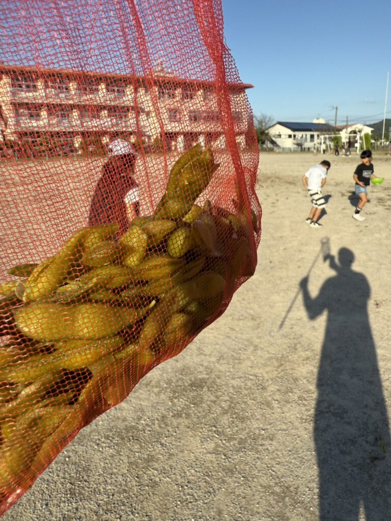 栽培した枝豆の皮