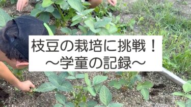 枝豆の栽培に挑戦！学童の子どもたちの実践記録