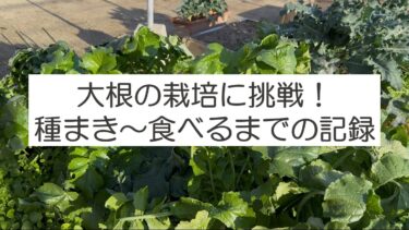 大根の栽培に学童の子どもたちが挑戦（食べるまでの記録）