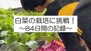 白菜の栽培に小学生が挑戦！～84日間の記録～