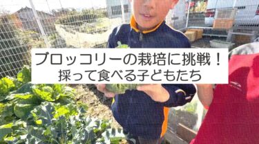 ブロッコリ―の栽培に小学生が挑戦！自ら調理して食べる！